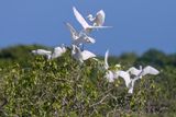 Eastern Cattle Egret - Bubulcul coromandelicus