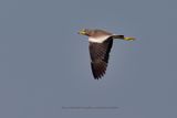 African Wattled Lapwing - Vanellus senegallus
