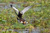 Pheasant-tailed Jacana - Hidrophasianus chirurgus