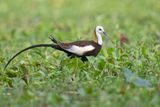 Pheasant-tailed Jacana - Hidrophasianus chirurgus