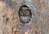 Boreal Owl - Aegolius funereus