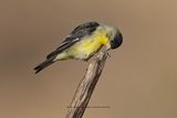 Lesser goldfinch - Spinus psaltria