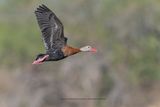 Black-bellied Whistling duck - Dendrocygna autumnalis