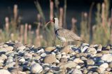 Ibisbill - Ibidorhyncha struthersii