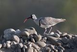 Ibisbill - Ibidorhyncha struthersii