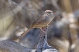 Rufous-crowned Sparrow - Aimophila ruficeps