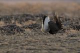 Greater Sage-grouse - Centrocercus urophasianus