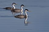 Western Grebe - Aechmophorus occidentalis