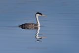 Western Grebe - Aechmophorus occidentalis