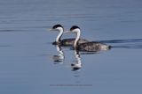 Western Grebe - Aechmophorus occidentalis