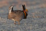 Greater Prairie Chicken - Tympanuchus cupido