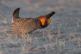 Greater Prairie Chicken - Tympanuchus cupido