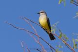 Western Kingbird - Tyrannus verticalis