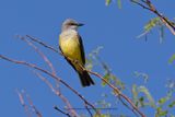Western Kingbird - Tyrannus verticalis