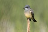 Cassins Kingbird - Tyrannus vociferans