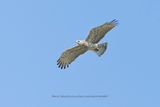 Short-toed snake eagle - Circaetus gallicus