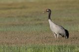 Black-necked Crane - Grus nigricollis