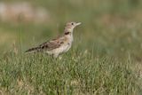 Tibetan Lark - Melanocorypha maxima