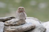 Little Owl - Athene noctua