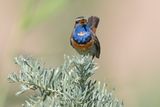 Bluethroat - Luscinia svecica