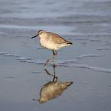 6P5A4445 Willet times two.jpg