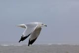 6P5A4992 Ring billed gull flyby.jpg