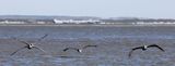 6P5A5353 X wing gull.jpg
