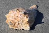 6P5A5478 Holey shell.jpg