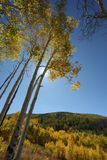 0T5A1594 Sun and aspens.jpg