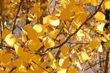 0T5A2619 Aspen leaves detail.jpg