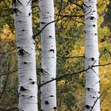 6P5A1333 Aspen trunks watercolor.jpg