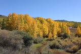 0T5A2940 Aspen stand near Telluride.jpg