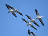 white pelican BRD3019.JPG