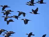 double-crested cormorant BRD3467.JPG