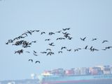 double-crested cormorant BRD3471.JPG