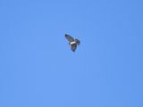 broad-winged hawk BRD3785.JPG