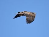 bald eagle BRD3619.JPG