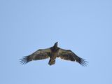 bald eagle BRD3733.JPG