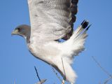 white-tailed hawk BRD4017.JPG