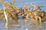 sargassum BRD4209.JPG