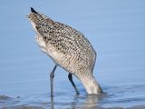 marbled godwit BRD4360.JPG