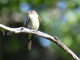 eastern wood pewee BRD4439.JPG