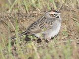 lark sparrow BRD4423.JPG