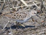 least sandpiper BRD4544.JPG