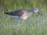 lesser yellowlegs BRD4401.JPG