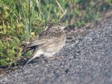 vesper sparrow BRD4640.JPG