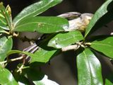 blackburnian warbler BRD4905.JPG