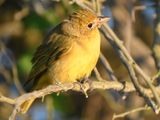 summer tanager BRD4824.JPG