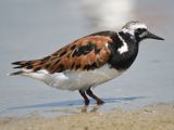 ruddy turnstone BRD5324.JPG