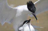 sandwich tern BRD5270.JPG